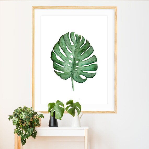 philodendron birkin wiki Birkin Philodendron