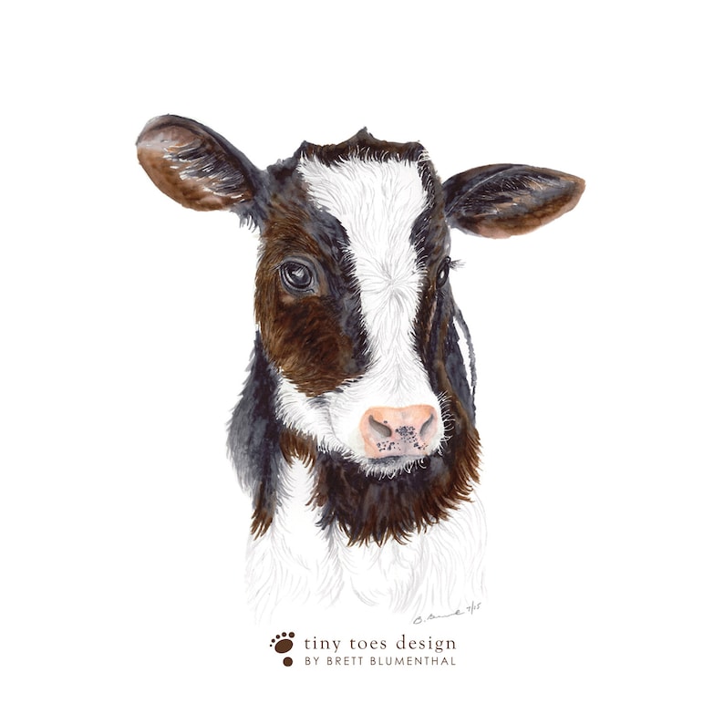 May include: Watercolor painting of a brown and white calf with a pink nose. The calf is looking directly at the viewer. The painting is signed "Brenda 14" in the bottom right corner.