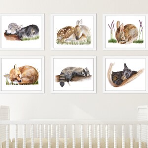 May include: Six framed watercolour paintings of sleeping woodland animals. The animals include a wolf, a deer, a rabbit, a fox, a raccoon, and a bear. Each animal is depicted in a natural setting with soft colours and details.