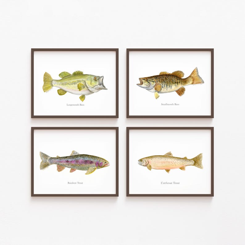 May include: Four framed watercolor prints of fish: Largemouth Bass, Smallmouth Bass, Rainbow Trout, and Cutthroat Trout. Each fish is depicted in detail with its name below. The frames are dark brown, and the background is white.