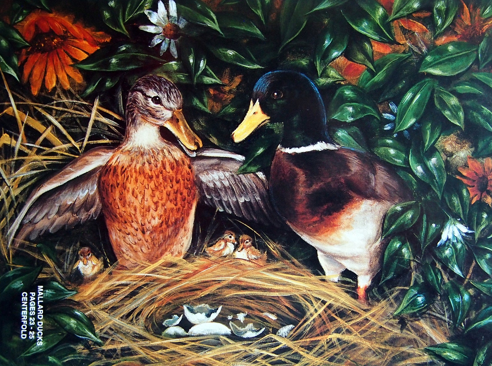 Bitterroot Backroads 5 - Painting Birds by Glenice Moore Vintage ...