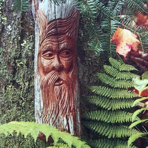Può includere: Un volto di uomo barbuto intagliato nel legno su un tronco d'albero. L'intaglio è marrone e dettagliato, con una lunga barba e sopracciglia aggrottate. Lo sfondo comprende felci verdi, un tronco d'albero e rami sempreverdi.