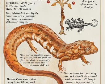 Fire Salamander Field Note