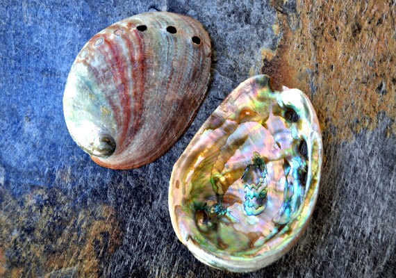 Red Abalone Seashells (2 pcs.) - (2-2.5") - Haliotis Rufescens