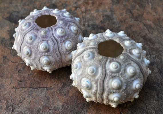 Large Sputnik/Thai Sea Urchins (2 pcs.) - (2") - Phyllacanthus P…