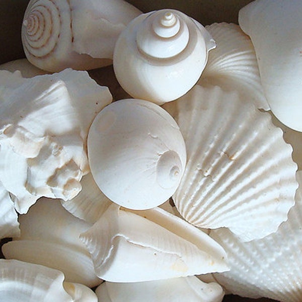 White Seashell Mix (12-15 pcs.)