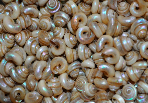 Baby Pearl Seashells (appx. 200 pcs.)