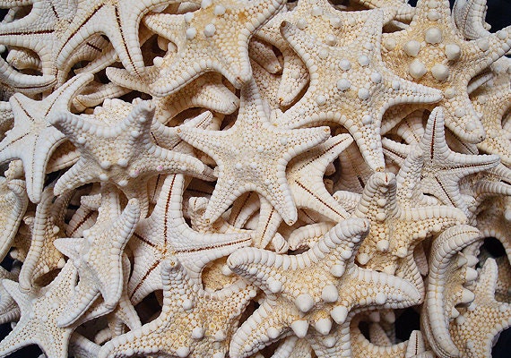 White Knobby Starfish (5 pcs.) - (1-2") - Protoreaster Nodosus
