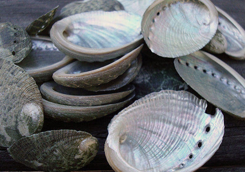 One 1 Pound Baby Abalone Shells Appx. 200 pcs. Etsy