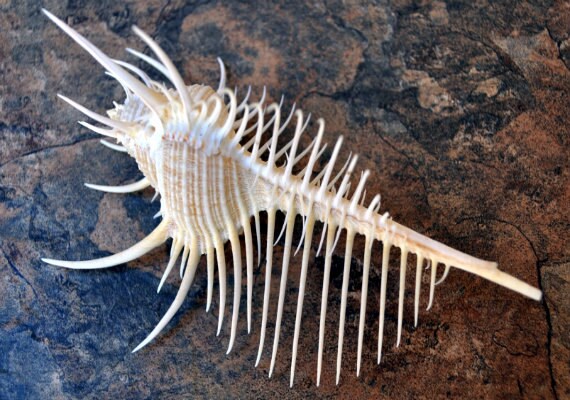 Venus Comb Murex Seashell (4-5") - Murex Pecten