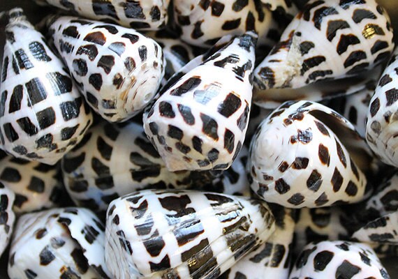 14 Hebrew Cone shells~Conus ebraeus Seashells Shell cones conch crafts jewelry