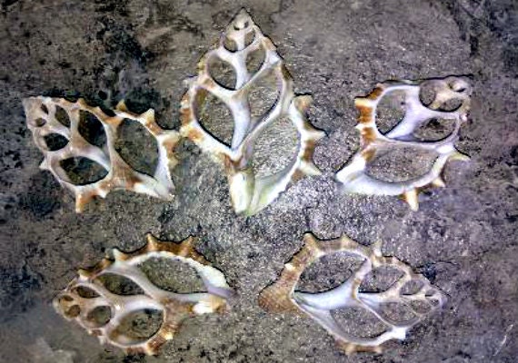 Frilled Frog Center Cut Shells (5 pcs.) - Bursa Rana