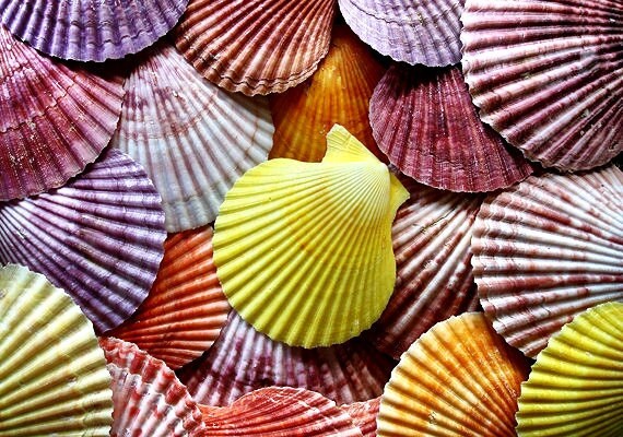 Noble Scallop Seashells (10 pcs.) - (1.5-2") - Pecten Nobilis