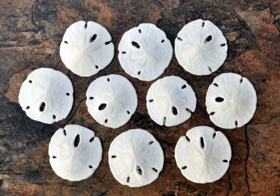 Florida Keyhole Sand Dollar (10 pcs.) - (.5-1") - Mellita Quinqu…