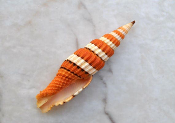 Queen Miter Seashell (2") - Mitra Compressum