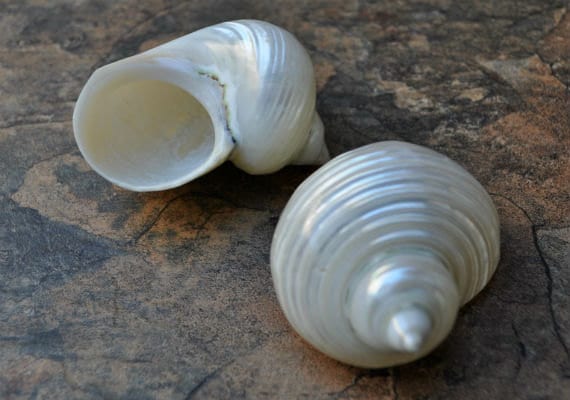 Pearlized Silver Mouth Turbo (2 pcs.) - (2-2.5") - Turbo Argyros…
