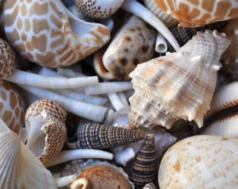 Assorted Natural Mixed Delphinium Turban Sea Shells 100g Mixed Sizes Please read 