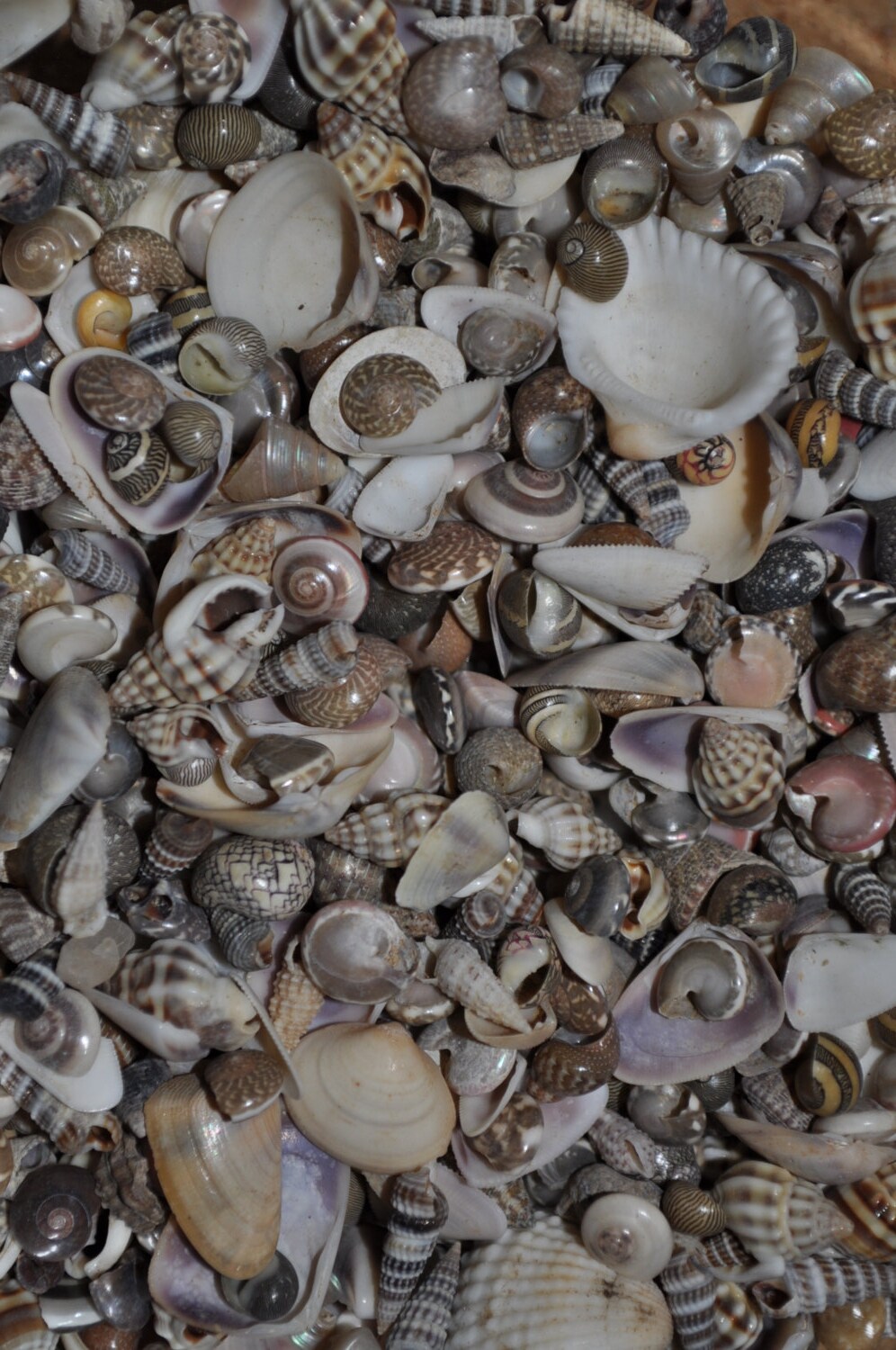 Ocean Tiny Mix Shells (appx. 800 pcs.)