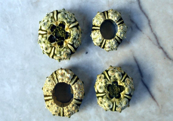 Mini Sputnik Sea Urchins (4 pcs.) - Eucidaris Matularia