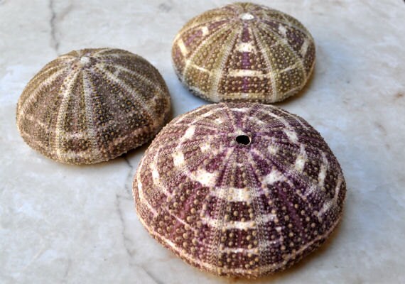 Alfonso (Gator) Sea Urchins (3 pcs.) - (2"+) - Toxopneustes Pile…