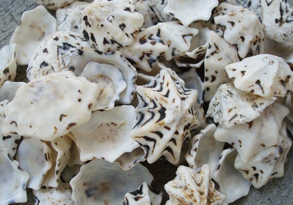 Star/Pacific Sugar Limpet Seashells (appx. 50) - (.5-1") - Patel…