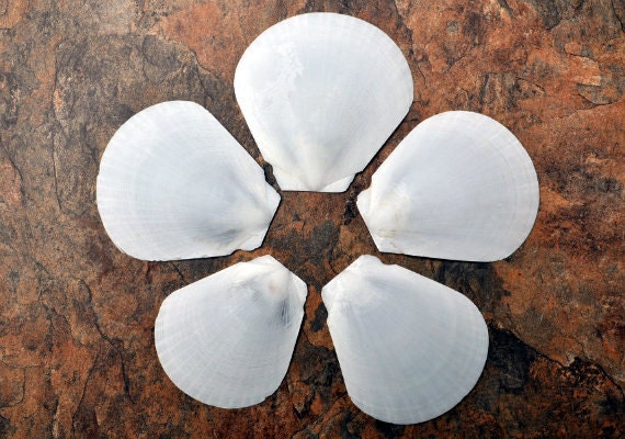 White Moon Shells (5 pcs.) - Amusium Pleuronectes