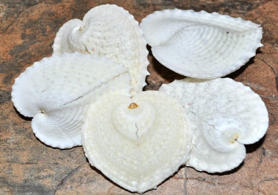 Heart Cockle 'True Heart' Seashells (5 pcs.) - Corculum Cardi…