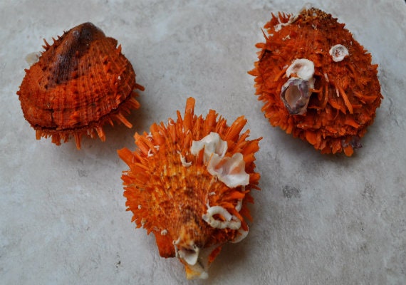 Orange Spiny Oyster Seashell Pair (2.5-3") - Spondylus Barbatus