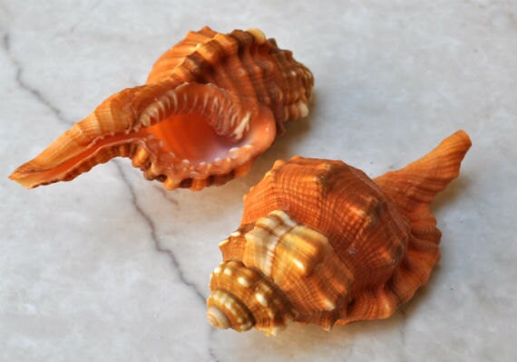 Pear Triton Seashell (3-3.5") - Cymatium Pyrum