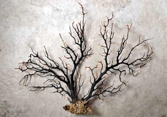 Black Sea Fan (7-10") - Gorgonia Ventalina