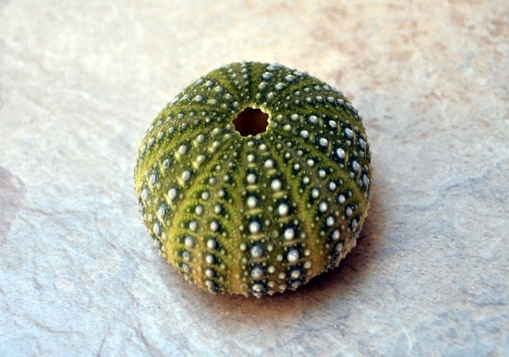 Green Mexican Sea Urchin (1.5 - 2.5") - Strongylocentrotus Droba…