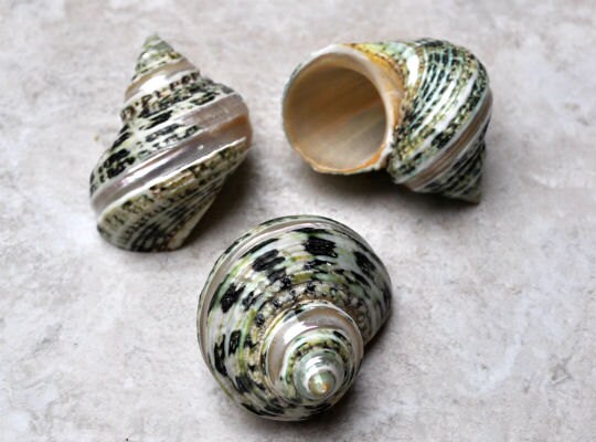 Green Silver Mouth Turbo w/Pearlized Stripe (2 pcs.) - (2-2.5") …