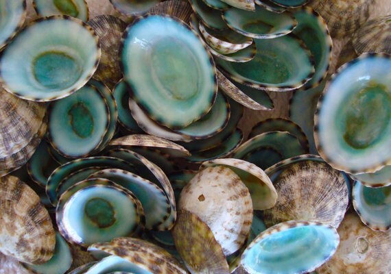Green Limpet Seashells (appx. 25 pcs.) - Sutorria Mesoleuca