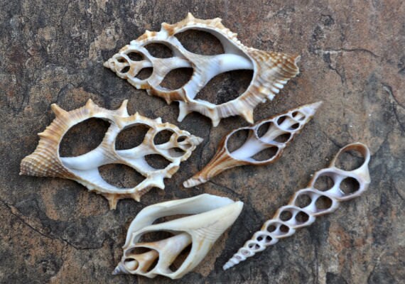 Large Assorted Sliced/Center Cut Seashells (5 pcs.)