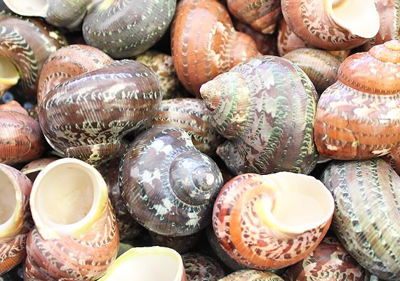 Tapestry Turbo Seashell (1.5-2") - (3 pcs.) - Turbo Petholatus