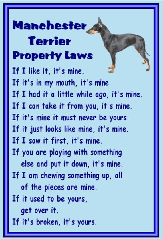 manchester terrier blue