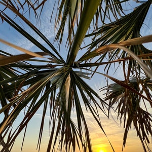 Palm View Color Print