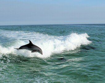 Dolphin Surfing the Wake Color Print