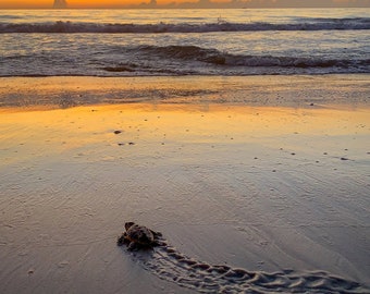 Puede incluir: Una pequeña tortuga marina se arrastra por una playa de arena hacia el océano al amanecer. El cielo es de un naranja y amarillo vibrantes, reflejándose en la arena húmeda.