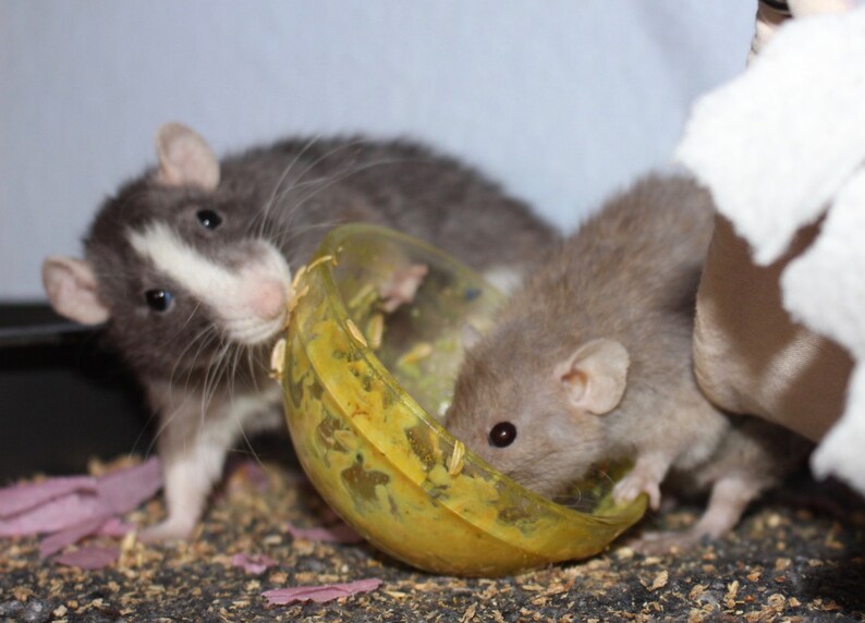 Rat Supplement Rat Food Golden Milk Turmeric for Pets Etsy