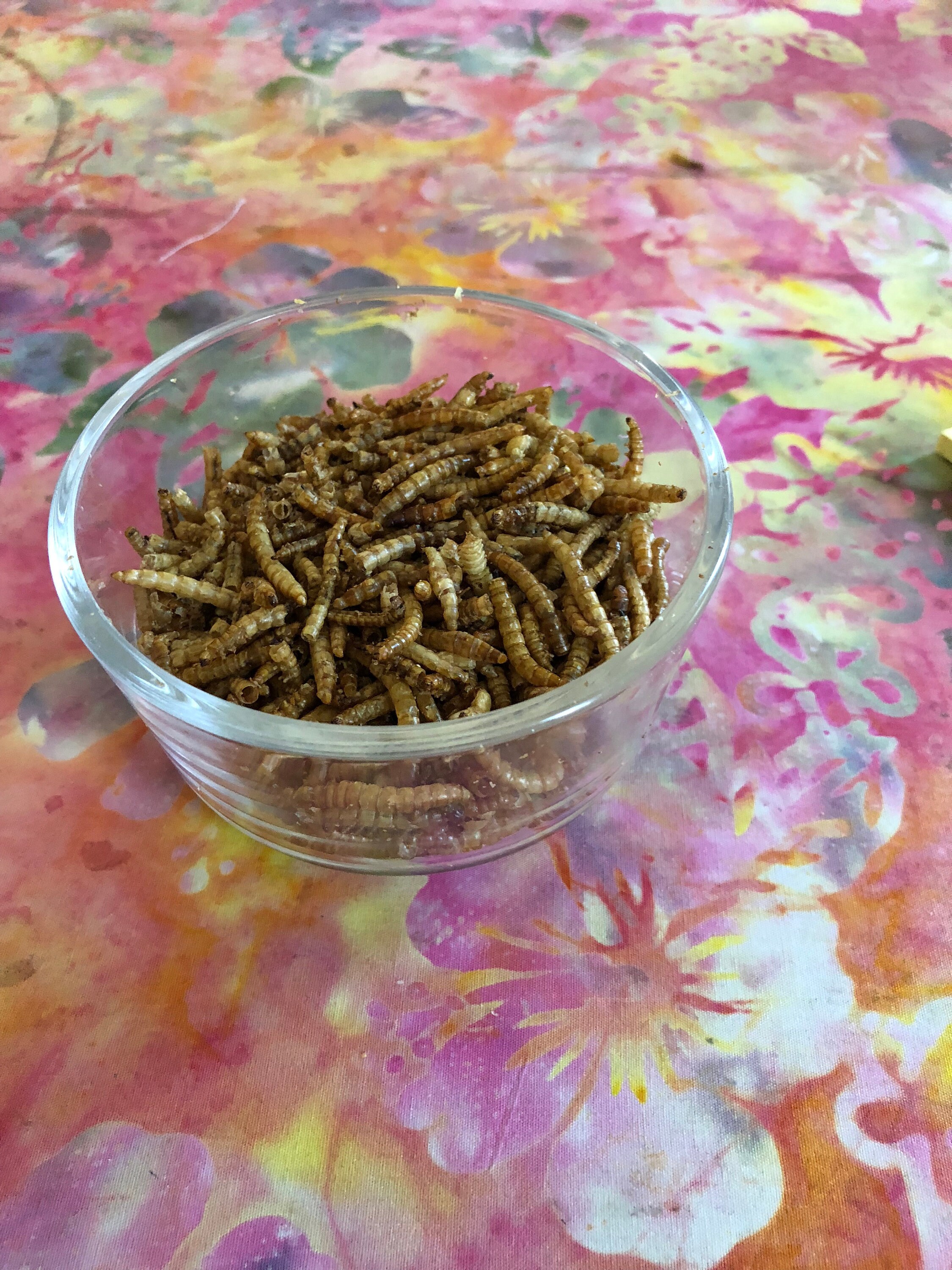 Meal Worms freeze dried meal worm treat for many animals Etsy