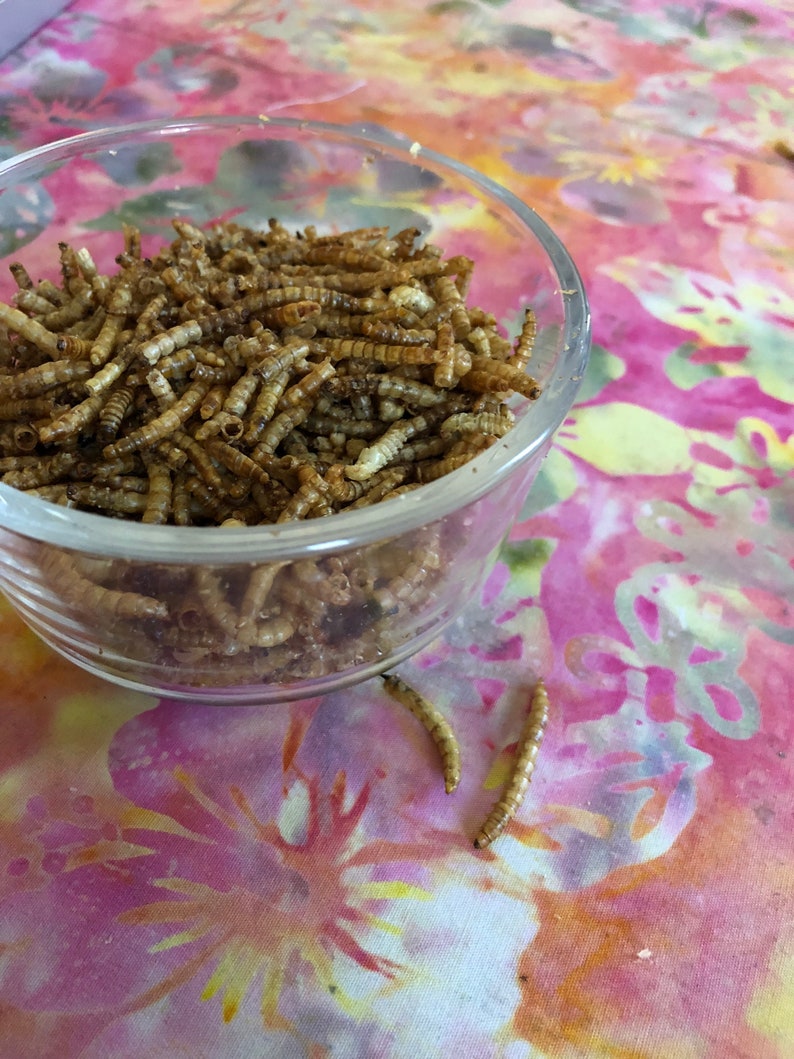 Mealworms Freeze Dried Meal Worm Treat for Many Animals Rat Etsy