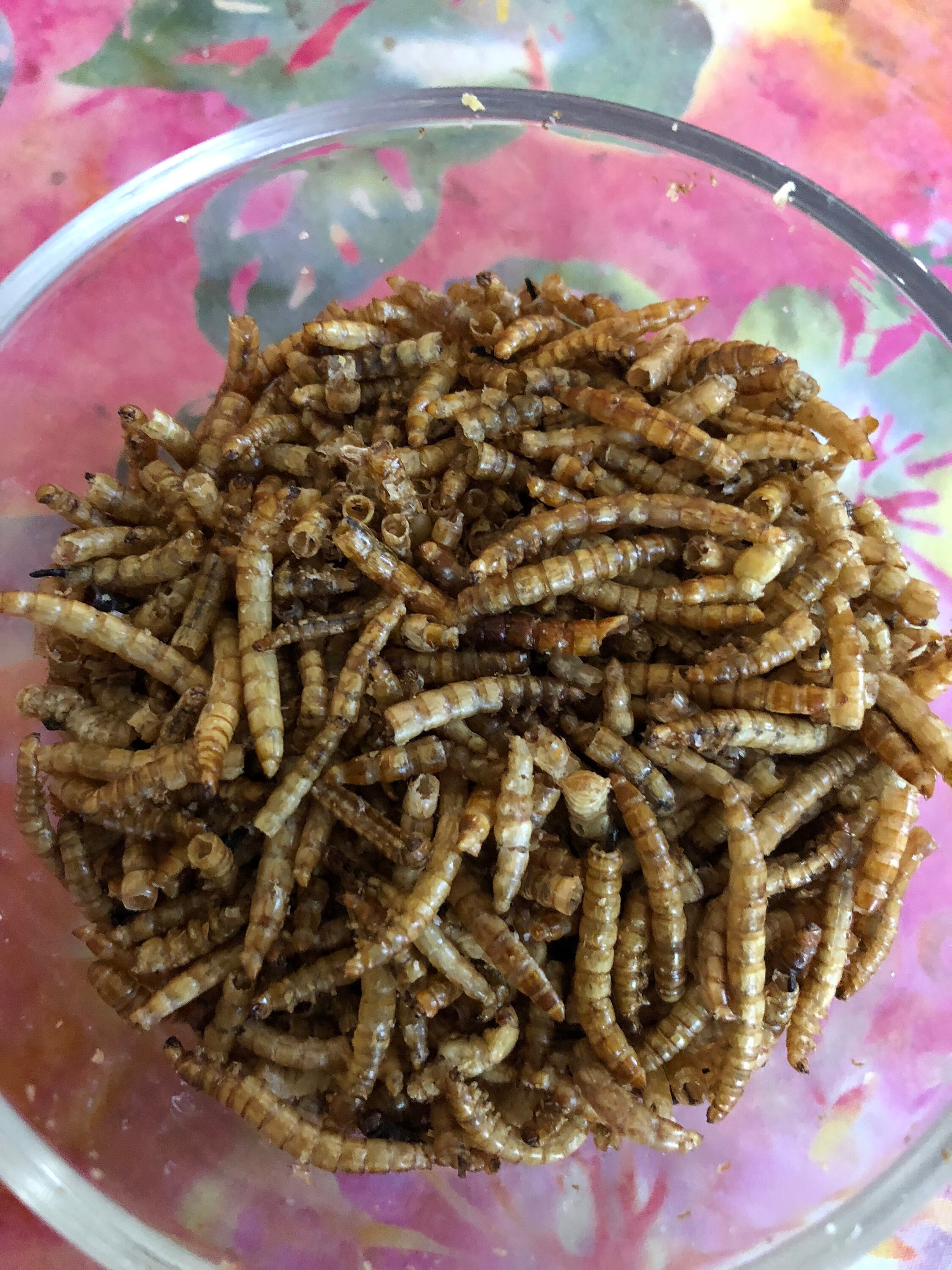 Mealworms freeze dried meal worm treat for many animals rat Etsy 日本
