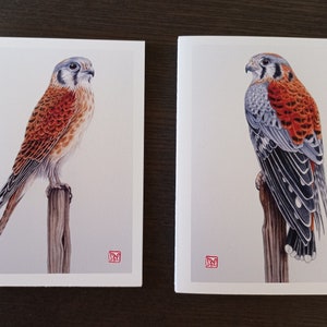 American Kestrel Pair Blank Notecards Set