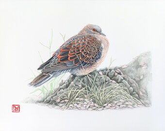 Oriental Turtle-dove Art Print