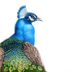 Peacock Blank Notecards (set of 8)
