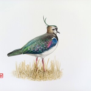 Lapwing Art Print