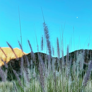 Arizona - Superstition Plants | 8x10 Photo Print