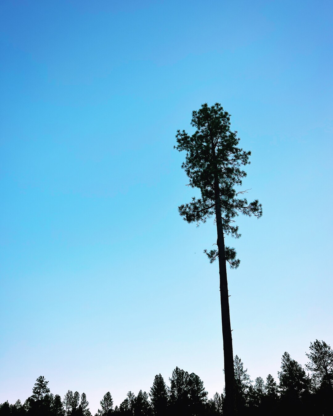 Arizona Payson Tree 8x10 Photo Print Etsy