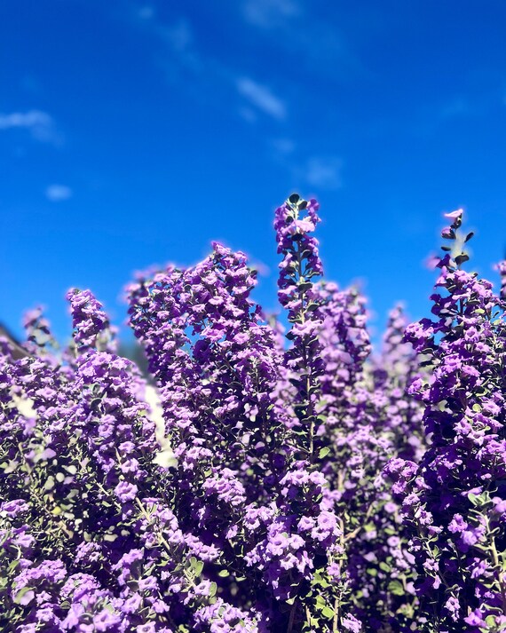 Arizona - Lavender Bush | 8x10 Photo Print - Etsy